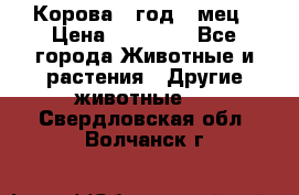 Корова 1 год 4 мец › Цена ­ 27 000 - Все города Животные и растения » Другие животные   . Свердловская обл.,Волчанск г.